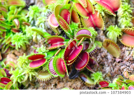 carnivorous plant pictures 107384903