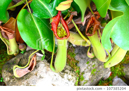 食蟲植物景觀 107385204