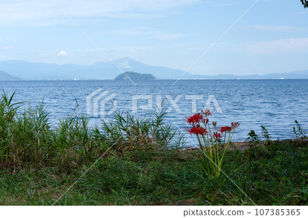 Cluster amaryllis by the lake Cluster amaryllis by the lake 107385365