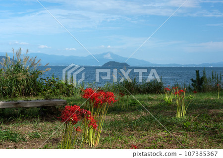 Cluster amaryllis by the lake 107385367
