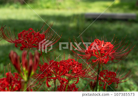 A cluster amaryllis of Keihin Gardens A cluster amaryllis of Keihin Gardens 107385573