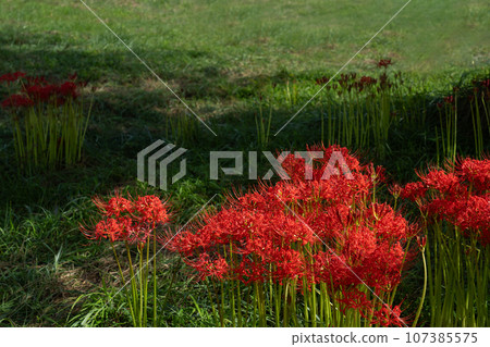 A cluster amaryllis of Keihin Gardens 107385575