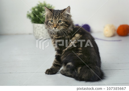 gray Kuril bobtail kitten closeup photo with wool ball on white wall background 107385667