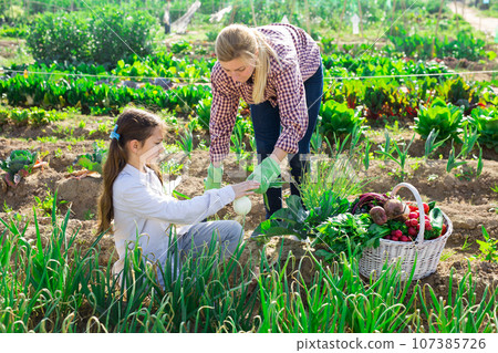 Young woman with a teenage girl is harvesting onions 107385726