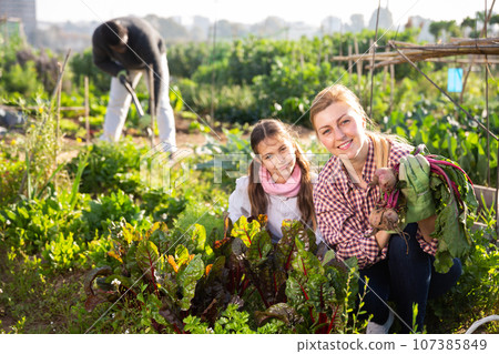 Young woman with a girl child is harvesting beets from the garden bed Young woman with a girl child is harvesting beets from the garden bed 107385849