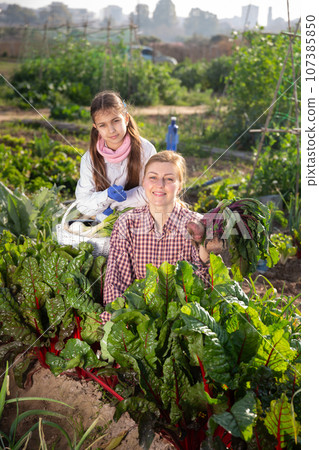 Farmers woman and young girl, holding fresh beetroot Farmers woman and young girl, holding fresh beetroot 107385850