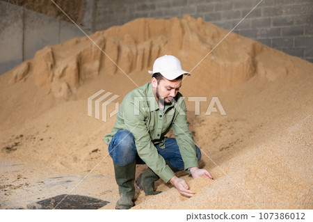 Farmer holding a handful of soybean husks in an animal feed warehouse 107386012