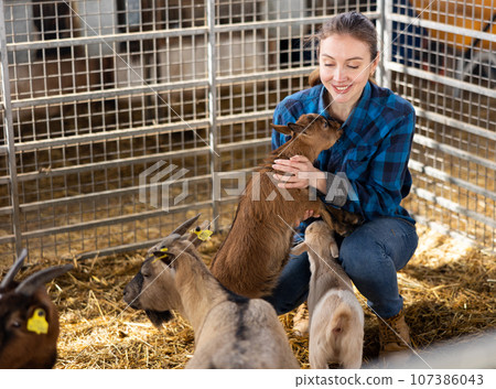 Young female farm worker petting baby goats in stall Young female farm worker petting baby goats in stall 107386043