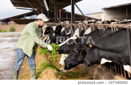 Male farmer feeding cows in stables with grass Male farmer feeding cows in stables with grass 107386092
