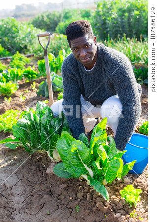 farmer man harvesting fresh green lettuce farmer man harvesting fresh green lettuce 107386129