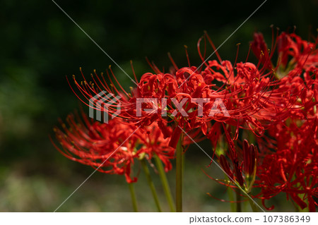A cluster amaryllis of Keihin Gardens 107386349