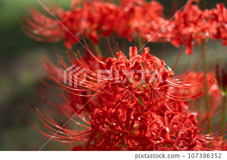 Keihin Gardens的群集孤挺花 Keihin Gardens的群集孤挺花 107386352