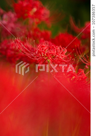 Keihin Gardens的群集孤挺花 107386357