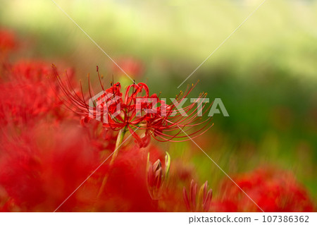 Keihin Gardens的群集孤挺花 Keihin Gardens的群集孤挺花 107386362