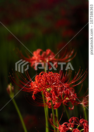 Keihin Gardens的群集孤挺花 Keihin Gardens的群集孤挺花 107386363