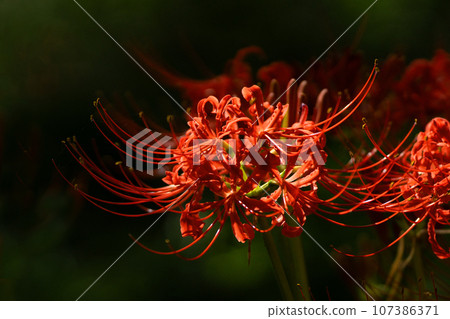 Keihin Gardens的群集孤挺花 Keihin Gardens的群集孤挺花 107386371