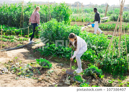 Teenage girl digs the ground with a shovel in vegetable garden 107386407