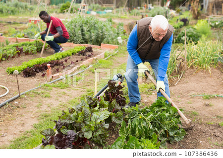 Senior man gardener with mattock working with lettuce Senior man gardener with mattock working with lettuce 107386436