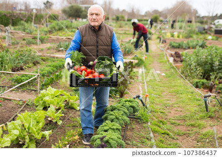 Senior man horticulturist holding crate with harvest of vegetables 107386437