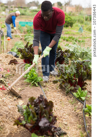 African american man with mattock working in garden African american man with mattock working in garden 107386443
