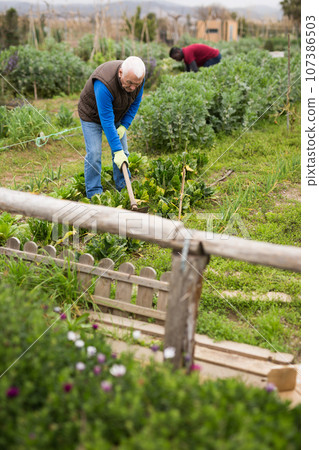 Senior man horticulturist with mattock working in garden 107386503