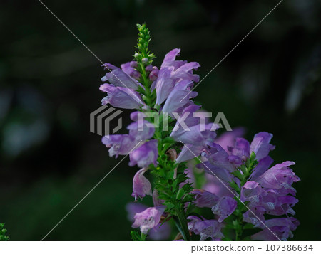 唇形科的花 107386634