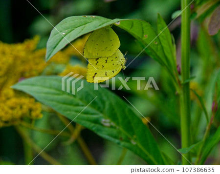 Red flycatchers mating on the underside of leaves 107386635