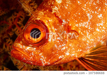 賀魚-芝麻鰭朱鹮 賀魚-芝麻鰭朱鹮 107386688