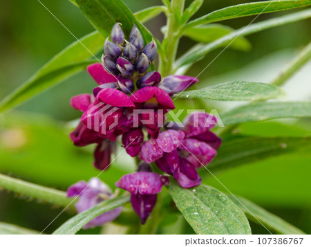 秋季七草花 豆科葛科植物 107386767