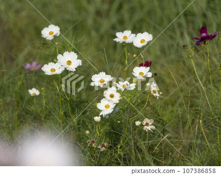 White autumn cherry blossoms blooming on the ridge 107386858