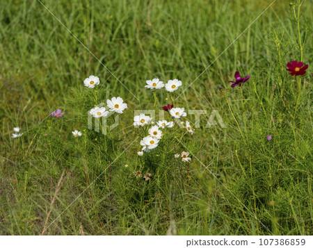 White autumn cherry blossoms blooming on the ridge 107386859