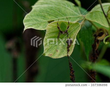 Araneae, Araneae, Araneidae, perched on a kudzu leaf 107386898