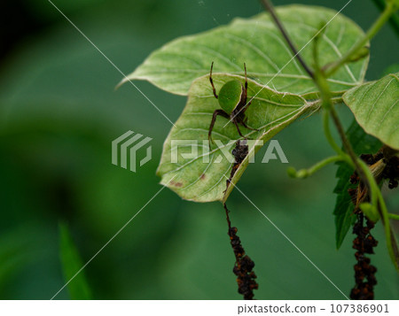 Araneae, Araneae, Araneidae, perched on a kudzu leaf 107386901
