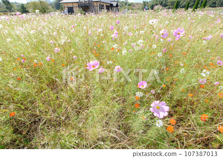 清爽的大波斯菊田,岩手縣,五所湖地方公園 清爽的大波斯菊田,岩手縣,五所湖地方公園 107387013