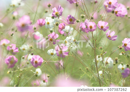 岩手縣五所湖地方公園，大波斯菊盛開的清新田野 107387262