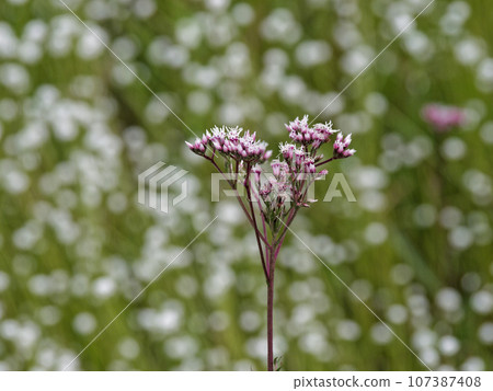 Plants of spring-fed wetlands: Sawa bulbul, Shiratamoshikusa clump Plants of spring-fed wetlands: Sawa bulbul, Shiratamoshikusa clump 107387408