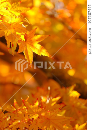 楓木染成黃色 107387465