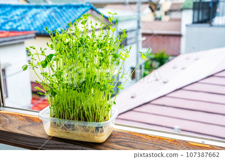 豆芽放在窗台上 107387662