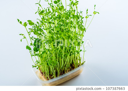 bean sprouts 107387663
