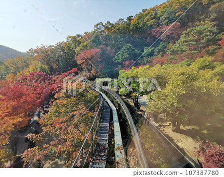 Hwadam Forest Botanic Garden small shuttle train car metal railway to Red Orange maple leaves trees in deep forest with beautiful colourful Autumn foliage trees scenery. 107387780