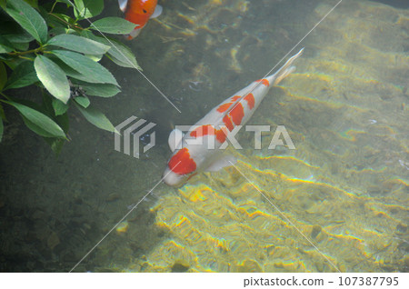 Silver and orange Koi (Nishikigoi or Amur carp - Cyprinus rubrofuscus) Japanese Carp fish swims in a clear pond. Silver and orange Koi (Nishikigoi or Amur carp - Cyprinus rubrofuscus) Japanese Carp fish swims in a clear pond. 107387795