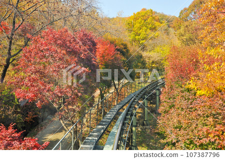 Hwadam Forest Botanic Garden small shuttle train car metal railway to Red Orange maple leaves trees in deep forest with beautiful colourful Autumn foliage trees scenery. Hwadam Forest Botanic Garden small shuttle train car metal railway to Red Orange maple leaves trees in deep forest with beautiful colourful Autumn foliage trees scenery. 107387796