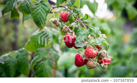 Red raspberry in garden. Branch of ripe raspberries, closeup. Red raspberries and green leaves 107387859
