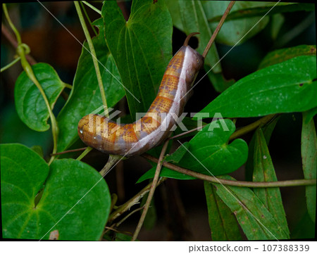 A larva of the hawkmoth family Sphingidae feeding on yam. A larva of the hawkmoth family Sphingidae feeding on yam. 107388339