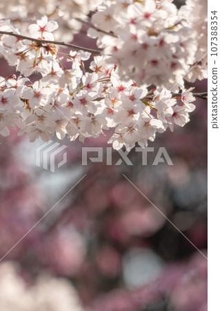 Utsubuki Park Spring Festival (Kurayoshi City) Utsubuki Park Spring Festival (Kurayoshi City) 107388354