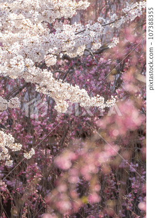 Utsubuki Park Spring Festival (Kurayoshi City) 107388355