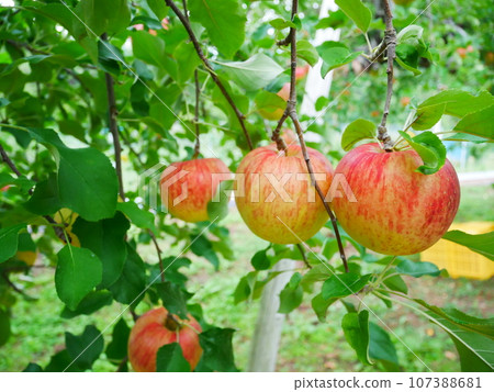 2023.9.20 岐阜縣高山市蘋果採摘農場 107388681
