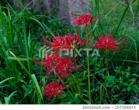 When the red Higanbana blooms When the red Higanbana blooms 107388853