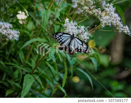 遊蝶(蛺蝶)訪花 遊蝶(蛺蝶)訪花 107389177
