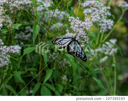 遊蝶(蛺蝶)訪花 遊蝶(蛺蝶)訪花 107389193